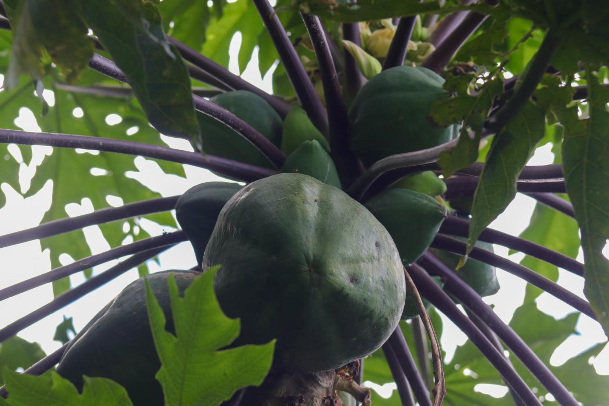 Mano Verde 米卡 外观 照片
