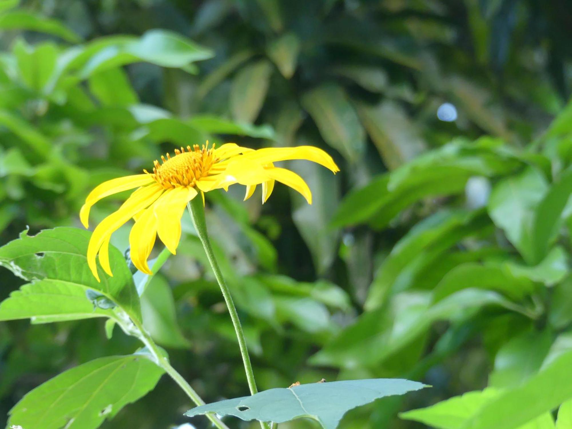Mano Verde 米卡 外观 照片